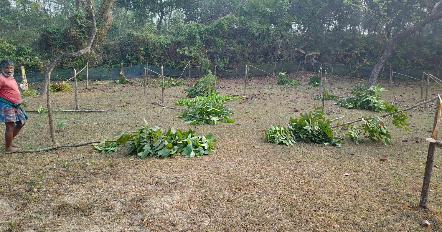 ভালুকার রাজৈ ইউনিয়নে রাতের আঁধারে ৫ শতাধিক গাছ কেটে ফেলেছে দূর্বৃত্তরা